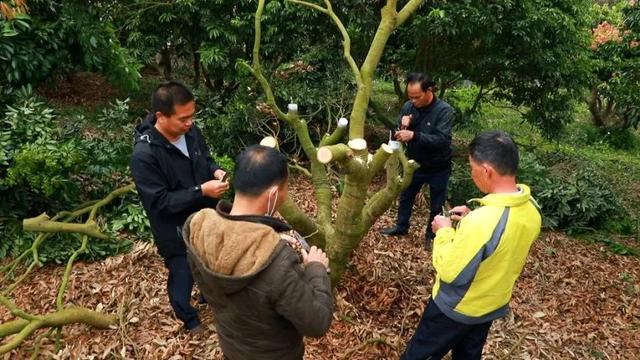 透满贵气御金球荔枝