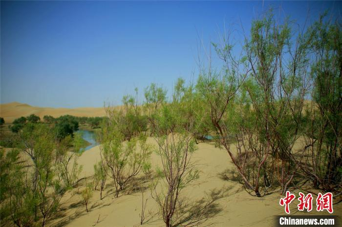 四周生长着红柳、芦苇、甘草和古老的胡杨，也是野兔、野猪、狐狸、黄羊等动物的天堂。　史玉江 摄