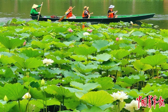     2019年7月，云南省文山州普者黑景区，游客在湖中游船。 中青报·中青网记者 陈鼎/摄