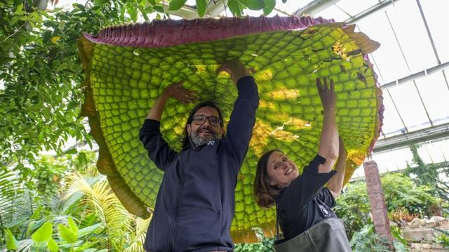 玻利维亚王莲（图源：邱园官网） 