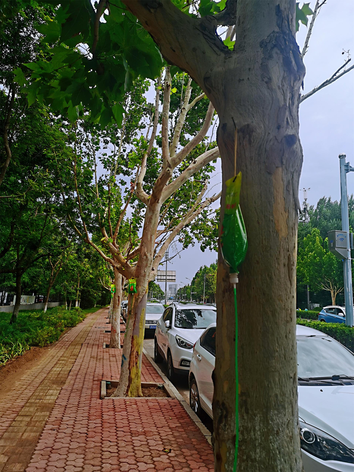 正在“打点滴”的法桐树