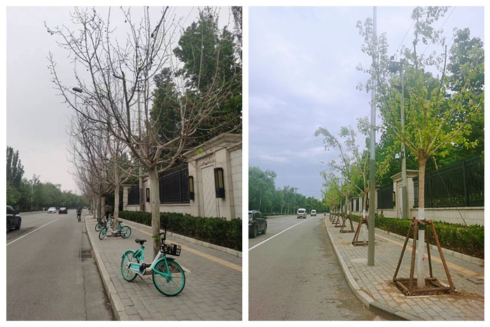 清河滨河路某段梧桐树前后对比