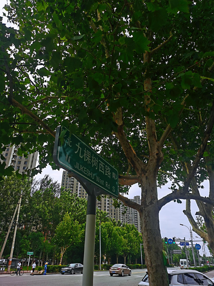 通马路九棵树西路段上已经复壮成功的法桐树