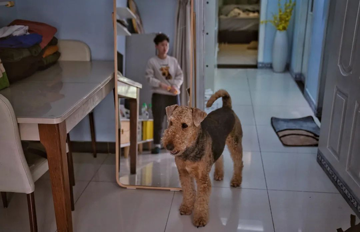 ▲4月17日，天通苑，大佟和“泰迪”在家中。