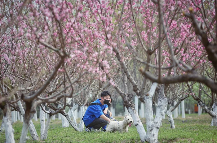 ▲4月10日，清河营一处郊野公园，宠物社交课上，大佟带着宠物犬做嗅闻游戏。