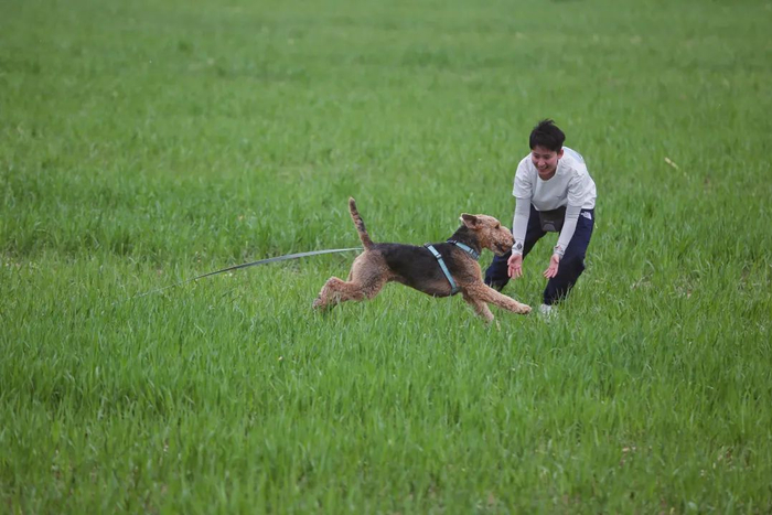 ▲4月17日，天通苑，大佟带“泰迪”在草地上玩球。