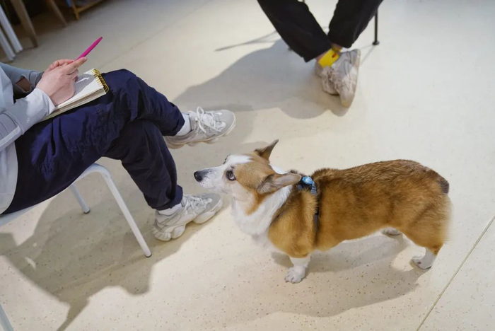 ▲大佟跟前来上课的学员沟通宠物犬的日常生活习惯。