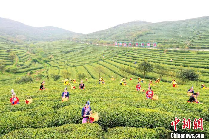 佳阳天湖山有机茶园。　刘超超 摄
