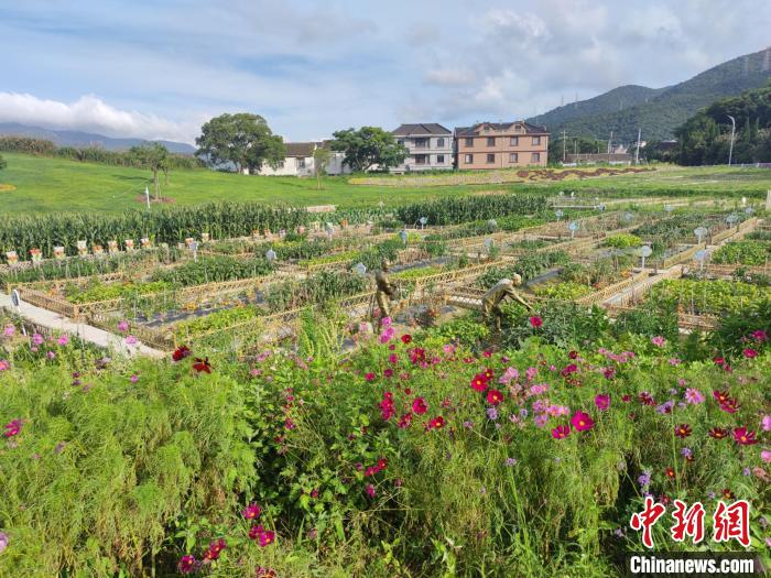 黄杨尖村路下徐的认养菜园。　傅飞扬 摄