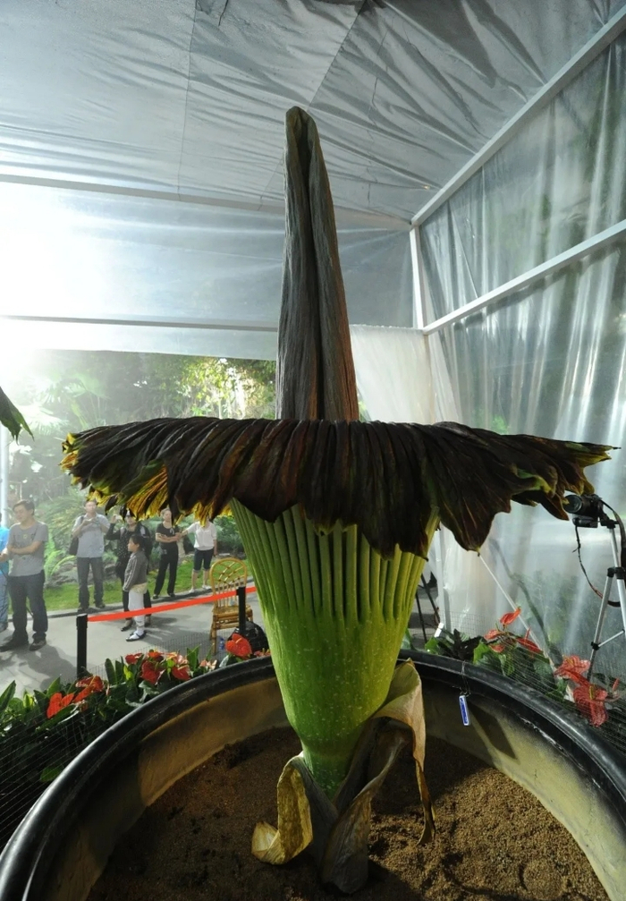 2011年，巨魔芋在国家植物园北园（原北京植物园）开花，系国内首次。图源国家植物园微信公众号