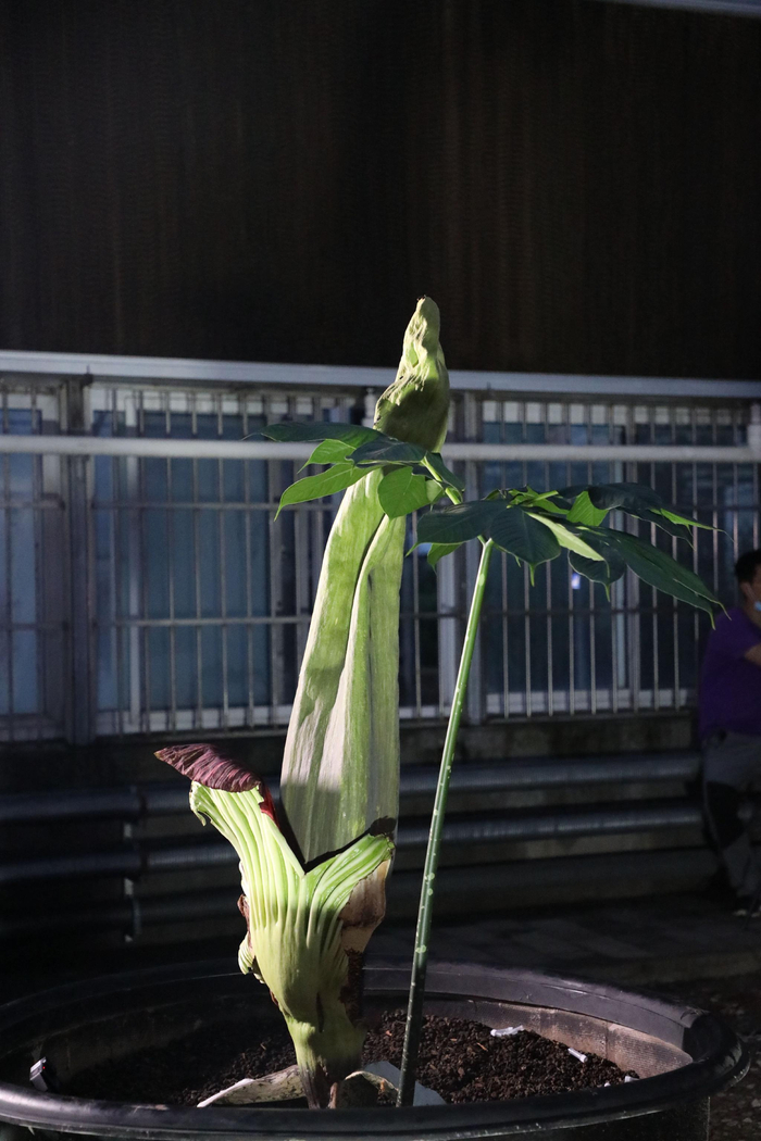 国家植物园北园科研温室内的一株巨魔芋花叶同放。国家植物园北园供图