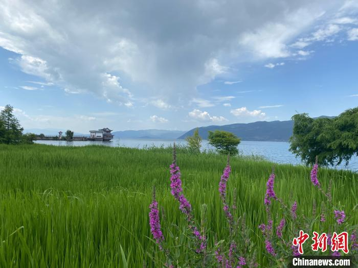 图为洱海生态廊道周围湿地景色 陈静 摄