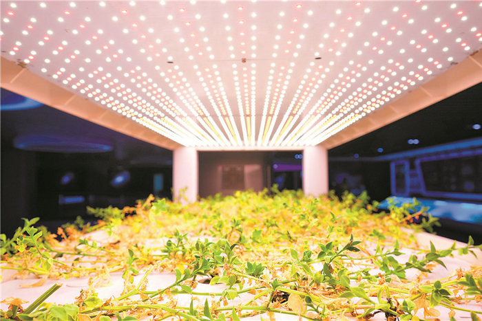 ▲植物通过LED光源的照射，正常生长发育。