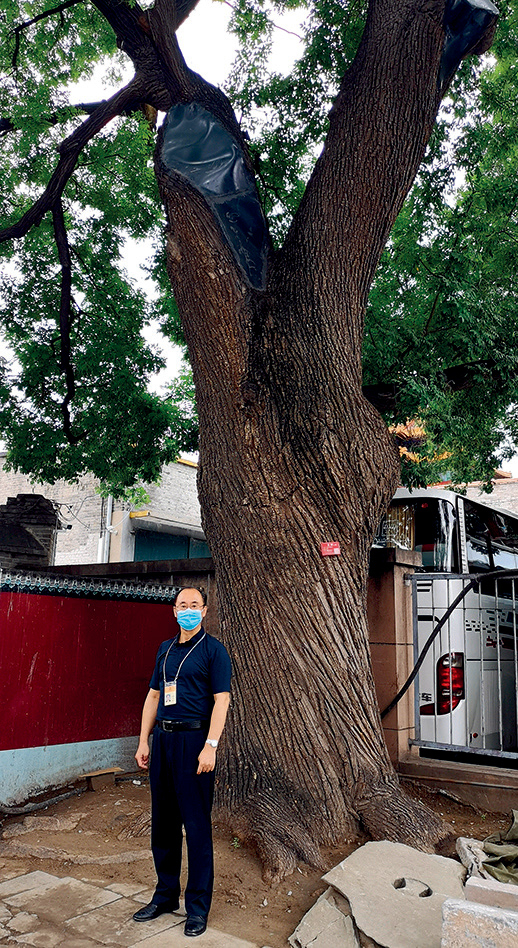 〔图二〕作者于捡到瓷片的400年树龄的国槐下