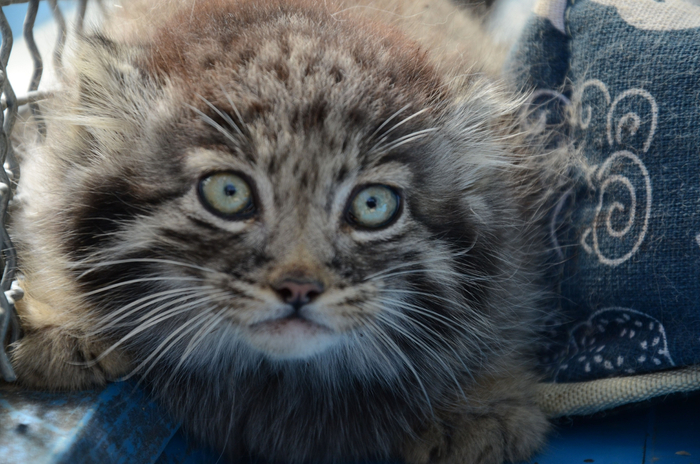 我国首只人工繁育兔狲“狲大娘”。西宁野生动物园供图