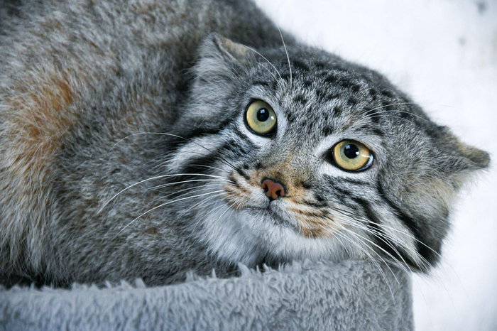 我国首只人工繁育兔狲“狲大娘”。西宁野生动物园供图