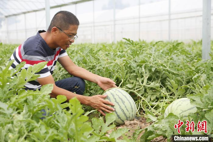 技术人员在查看即将成熟的西瓜。　陈晓静 摄