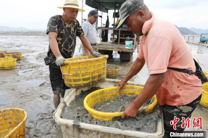 滩涂养殖的小黄蛏开始采收。　陈晓静 摄