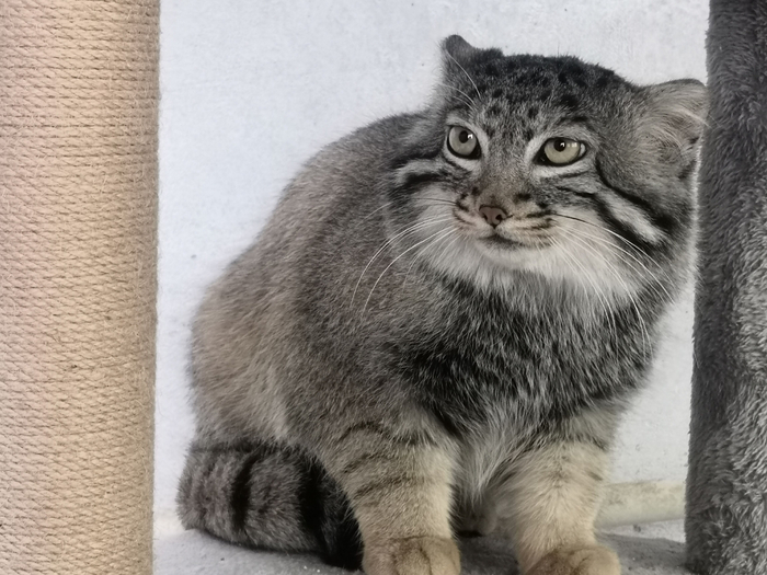 我国首只人工繁育兔狲“狲大娘”。西宁野生动物园供图