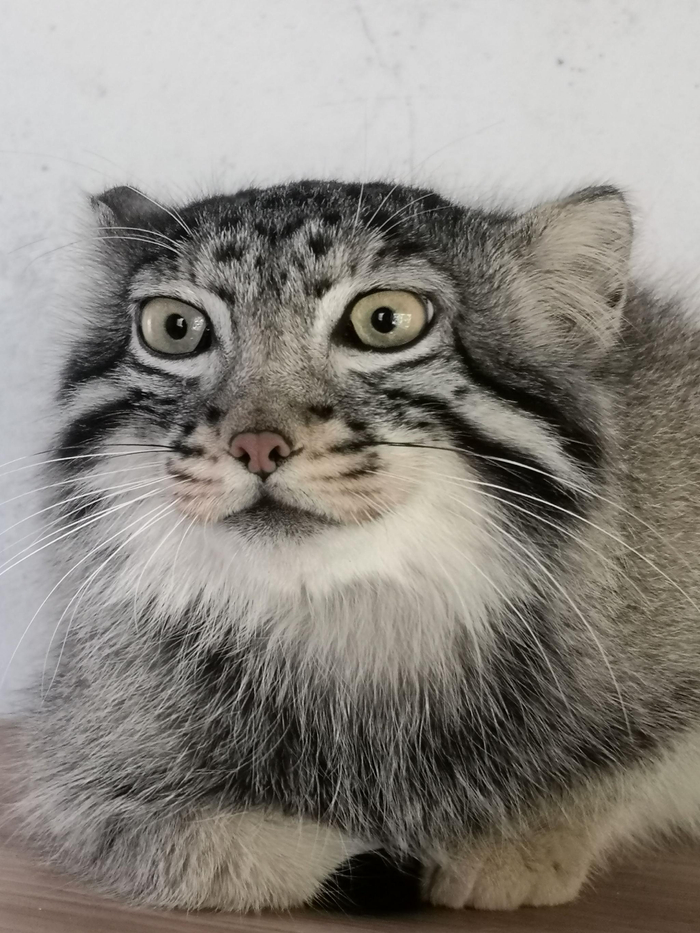 我国首只人工繁育兔狲“狲大娘”。西宁野生动物园供图