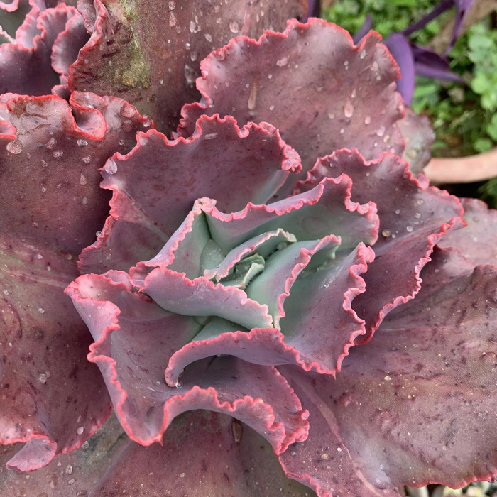 大包菜多肉女王花笠,大盆养长得大,多晒太阳,叶子变成紫色