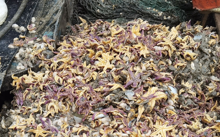 7月3日，胡大山和船员打捞的海星和“白泥蚂”。受访者供图