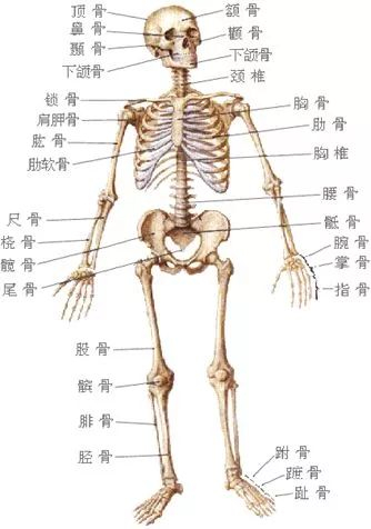 骨科直接牵引包括哪些骨科护理的那些基本知识，你都了解了么？_https://www.jmylbn.com_新闻资讯_第1张