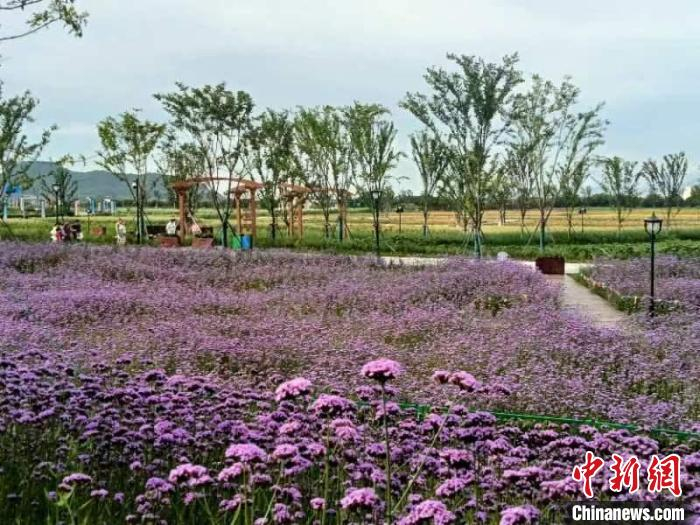 岱山东海郊野公园花海。　魏嫣然 摄