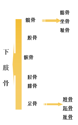 骨科直接牵引包括哪些骨科护理的那些基本知识，你都了解了么？_https://www.jmylbn.com_新闻资讯_第5张