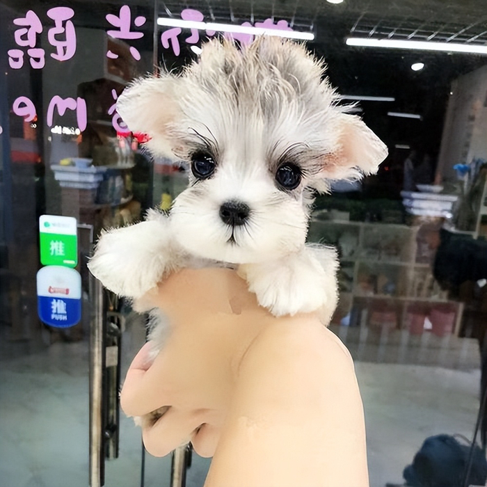 狗狗品种大全,常见的9大犬种