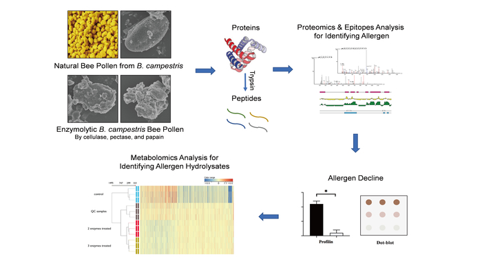 图为“油菜蜂花粉过敏原鉴定及其酶处理降敏机制”。中国农业科学院蜜蜂研究所供图