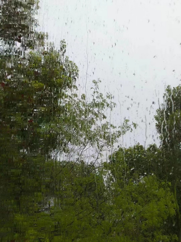 陈璐卧室窗前的皂荚树。