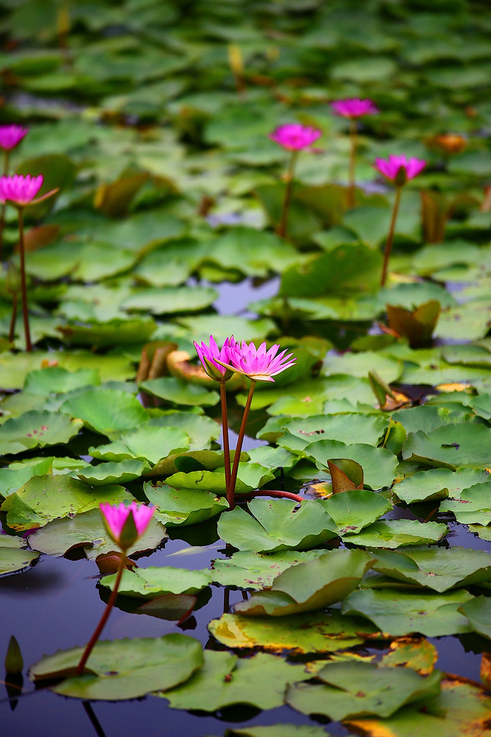 　华南国家植物园荷塘内的睡莲（2015年9月30日摄）&nbsp;刘蛟/视觉中国 图