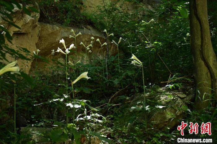 图为荞麦叶大百合野生居群。　李忠虎 摄