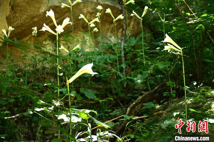 图为荞麦叶大百合野生居群。　李忠虎 摄