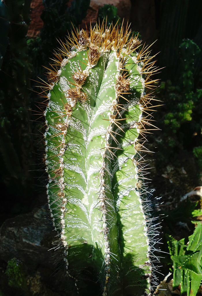 　　华南国家植物园的般若（2017年12月2日摄），它是多年生草本多浆植物，原产墨西哥。刘兆明/视觉中国 图