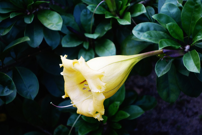 华南国家植物园的曼陀罗花（2017年12月2日摄）。刘兆明/视觉中国 图