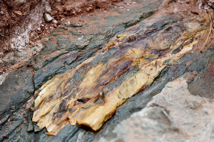 发现恐龙足迹化石点现场的树化石。陈晓东/视觉中国 图