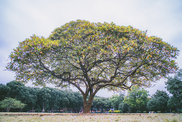 华南国家植物园（2018年4月12日）YZERG/视觉中国 图