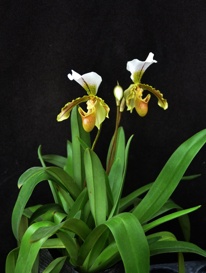 华南国家植物园兰园内的迎春兜兰。