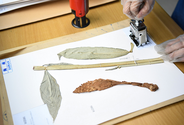 2022年7月4日，华南国家植物园标本馆，工作人员对植物标本进行编号整理。邓华/新华社 图