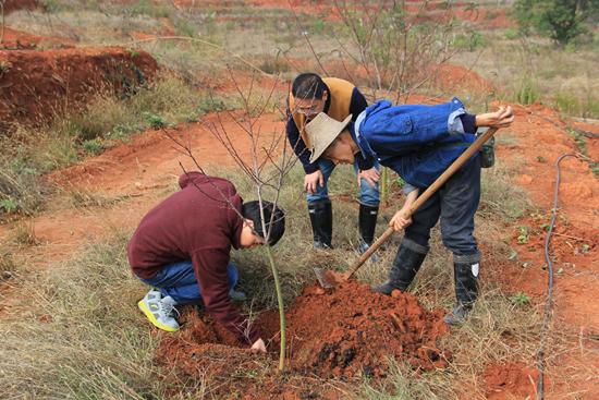 &nbsp;&nbsp;&nbsp;&nbsp;科技特派员下乡指导农民给桃树施肥。