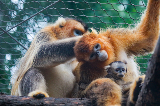 &nbsp;&nbsp;&nbsp;&nbsp;6月22日，“球球”在为“洋洋”找虱子，这是“球球”一家三口最后一次亮相。王汉琦/摄