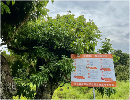 灵山荔枝未来果园内一颗荔枝树嫁接长出19种荔枝品种，被誉为“荔枝界的千手观音”