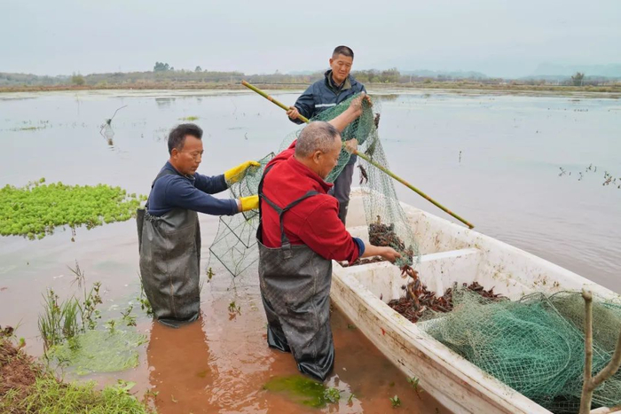 虾农在南雄虾稻田捕捞小龙虾