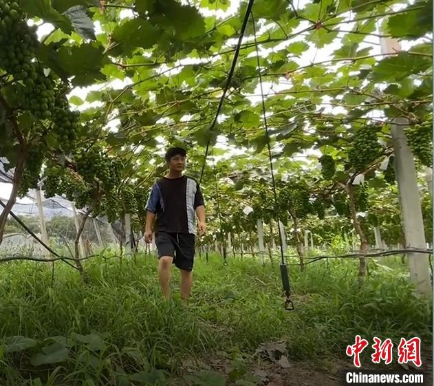新农人在葡萄大棚内工作 秀洲区传媒中心供图