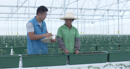 碧桂园帮扶广东英德连樟村援建的现代农业示范园里，碧桂园扶贫人员与连樟村当地村民探讨樱桃番茄无土栽培技术