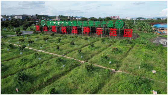 灵山荔枝未来果园内的黑科技让荔枝种植标准化帮助农民增收