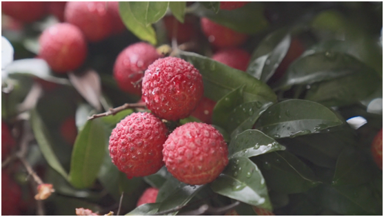 广西灵山荔枝品质上佳被誉为“中国荔枝之乡”