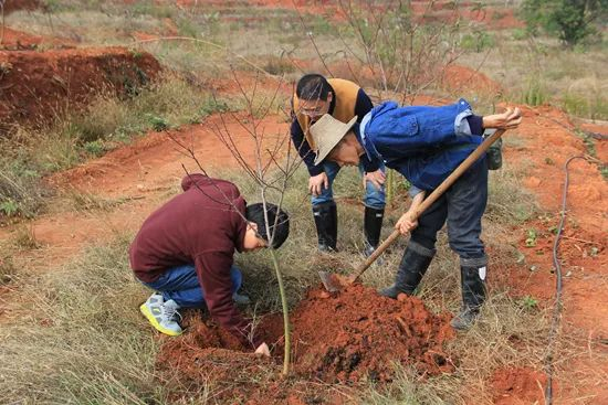 　科技特派员下乡指导农民给桃树施肥。
